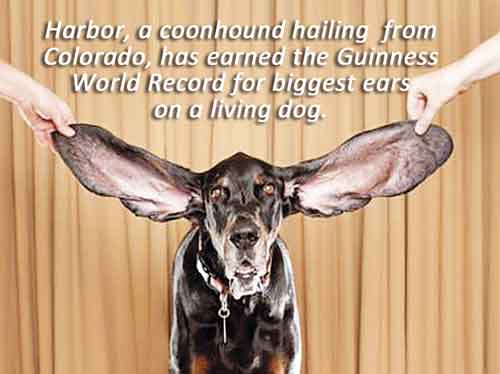 LONGEST EARS